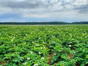 Гранты «Агростартап» на 93 млн рублей получили 18 нижегородских фермеров